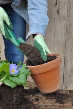 Soil for potting Foto stock