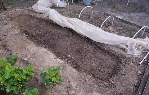 Soil preparation dug bed no weeds Stock Photos