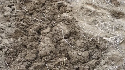 Soil preparation for planting in spring, hoeing with a digging shovel, Stock Footage 179014130