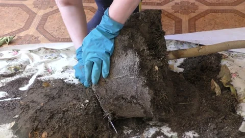 Soil replacement in a house plant Stock Footage 197054191