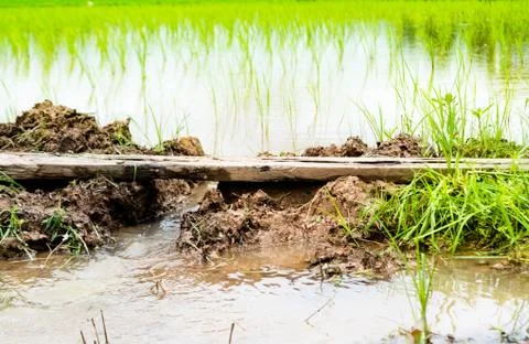 Soil for rice Stock Photos