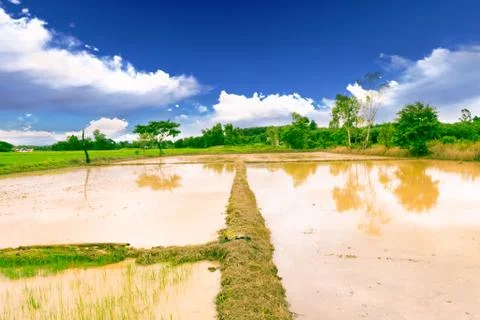 Soil for rice Foto stock