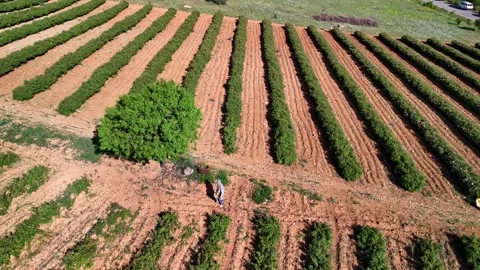 Soil Rose Rows Stock Footage 337877213