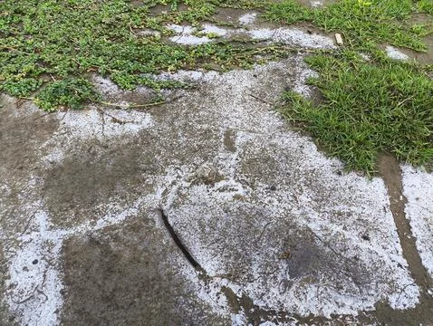Soil Salinity and Salt Efflorescence Caused by Land Degradation Stockfoto's