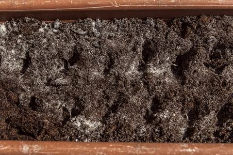 Soil with seed 스톡 사진