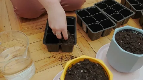 Soil in seedling trays 動画素材 175231284