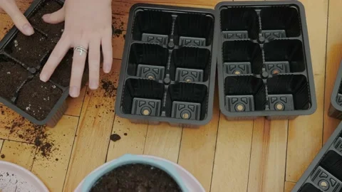 Soil in seedling trays Vidéo 175231712