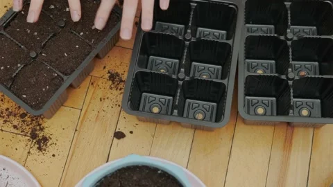 Soil in seedling trays Stock Footage 175232390