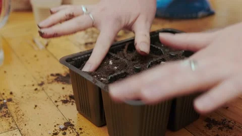 Soil in seedling trays Stock Footage 175232611