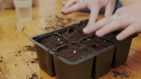 Soil in seedling trays Stock Footage 175232966