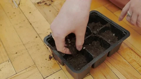 Soil in seedling trays Stock Footage 175233151