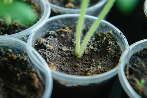 Soil seedlings in pots Stock Photos