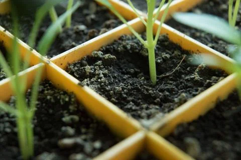 Soil seedlings in pots Stock Photos