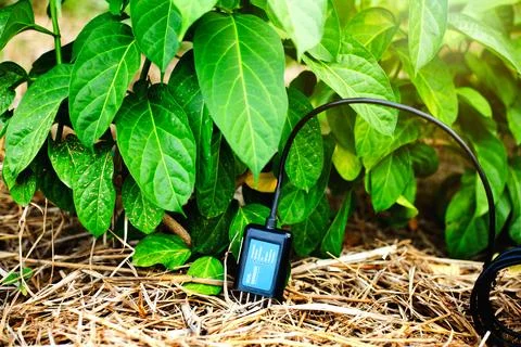Soil Sensor IoT Placed on Straw Mulch Between Green Garden Plants or herb Stock Photos