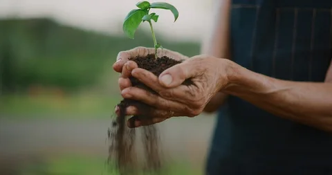 Soil slipping from a cradled sapling Stock Footage 107038527