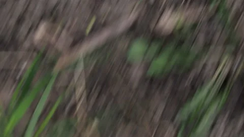 Soil with sparse grass and fallen branches sweeps past. Stock Footage 130247362