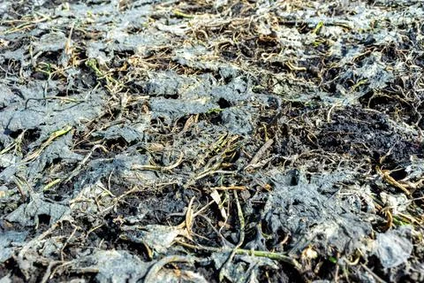 Soil surface covered with decayed rapeseed leaves sown on green manure to Stock Photos
