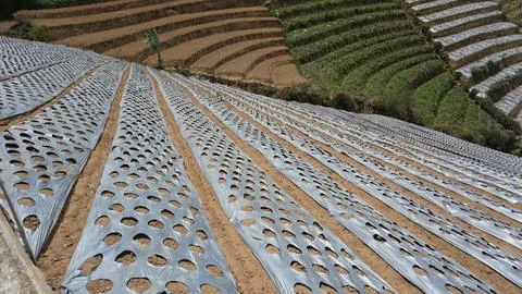 The soil surface is covered with plastic mulch. Foto stock