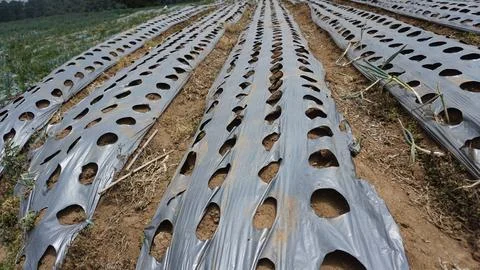 The soil surface is covered with plastic mulch. Stock Photos