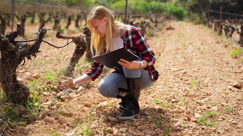 Soil testing in vineyard for grape planting. Agronomist analyzing land qual.. Stock Footage 332855955