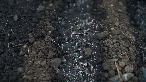 Soil of a vegetable garden bed with bright seeds, close up Stock Footage 311403623