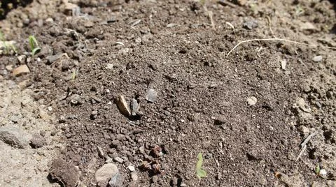 Soil in the vicinity, background soil with sand Stockfoto's
