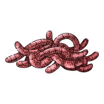 Soil worm sketch hand drawn vector Stock Illustration