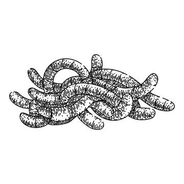 Soil worm sketch hand drawn vector Stock Illustration
