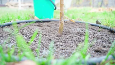 The soil of a young tree seedling is sprinkled with fertilizer close-up. Feeding Stock Footage 233973987