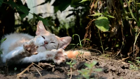 A soiled red-haired cat is lying on the ground in the bushes. Stock Footage 164957599