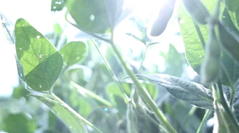 SOJA 2, soybean close Video stock 34523527