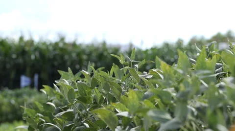 SOJA 3 soybean Video stock 34523679