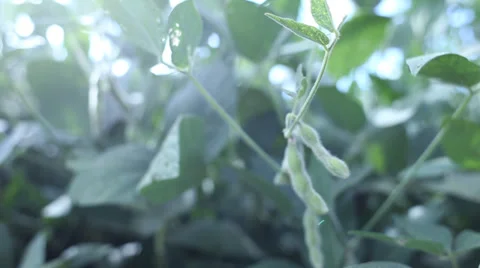 SOJA, soybean Video stock 34523340