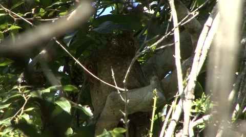 Sokoke Scops Owl couple in tree during the day Stock Footage 56350042