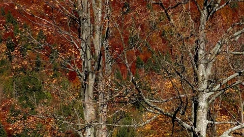 Sokolie in the autumn. 스톡 동영상 83064233