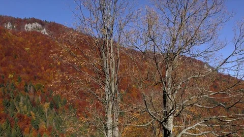 Sokolie in the autumn. Stock-Footage 83064241