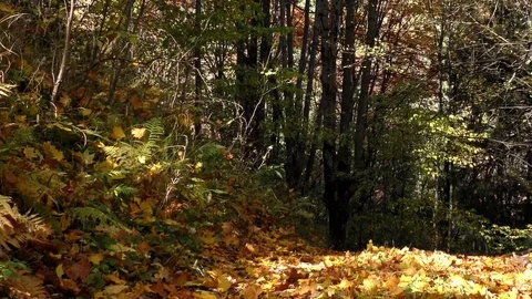 Sokolie in the autumn. 스톡 동영상 83064516