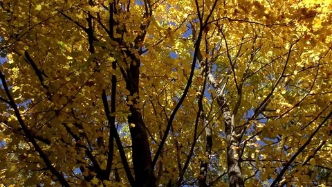 Sokolie in the autumn. 스톡 동영상 83064523