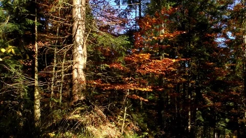 Sokolie in the autumn. Stock Footage 83065013