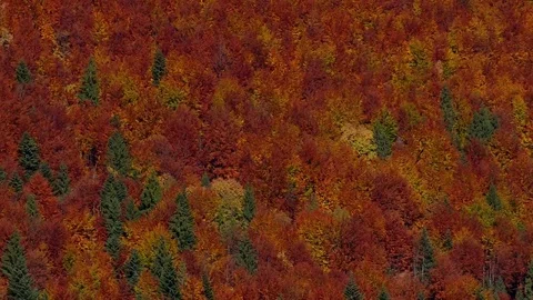 Sokolie in the autumn. 스톡 동영상 83065681