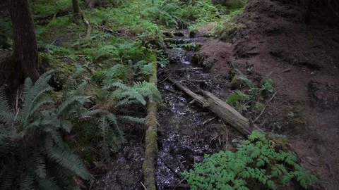 Sol Duc Falls Stock Footage 159768749