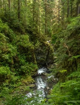 Sol Duc River Rushes Through Canyon Dripping In Green Vegitation Fotos de archivo
