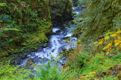 Sol Duc waterfall in Rain Forest Stock Photos