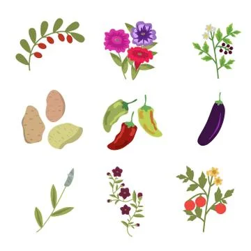Solanales plants set Stock Illustration