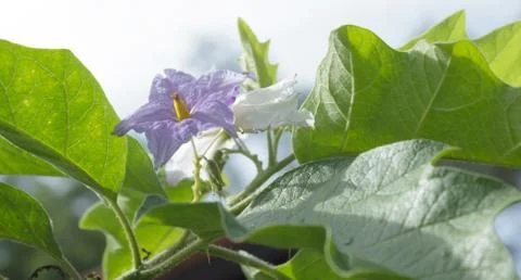 Solanum flowers Stock Photos