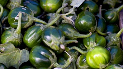 scarlet eggplant - 222021 - English common name - Solanum gilo