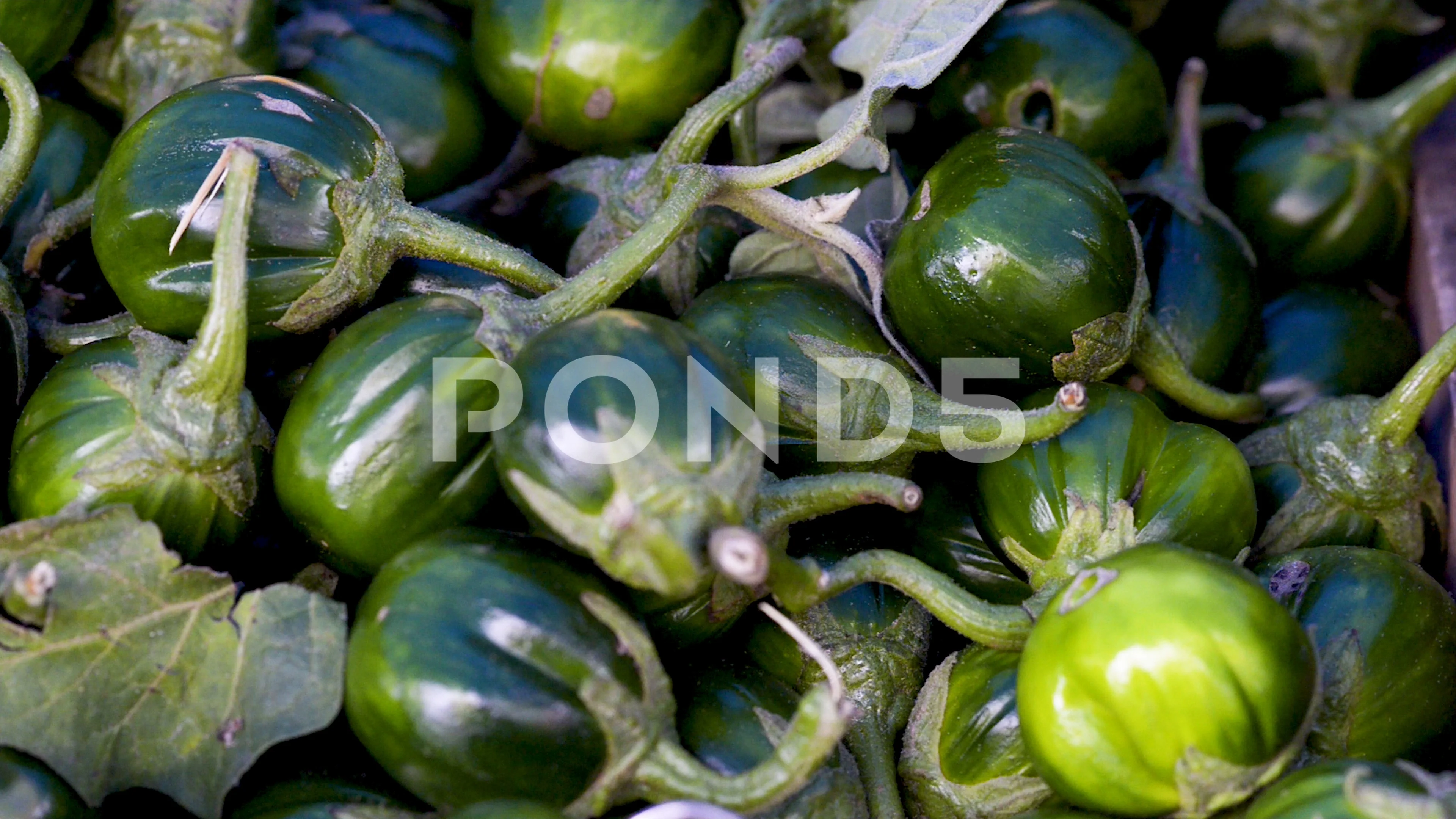 Scarlet eggplant (jiló) full screen, top view. Formerly Solanum gilo, now  considered a group of cultivars of Solanum aethiopicum, is the fruit of the  herbaceous plant Jiloeiro. Cultivated in Brazil. Stock Photo