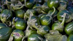 Scarlet eggplant (jiló) full screen, top view. Formerly Solanum gilo, now  considered a group of cultivars of Solanum aethiopicum, is the fruit of the  herbaceous plant Jiloeiro. Cultivated in Brazil. Stock Photo