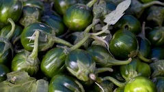 Scarlet eggplant (jiló) full screen, top view. Formerly Solanum gilo, now  considered a group of cultivars of Solanum aethiopicum, is the fruit of the  herbaceous plant Jiloeiro. Cultivated in Brazil. Stock Photo