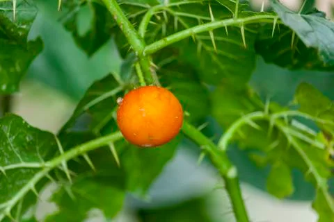 Solanum indicum Stock Photos